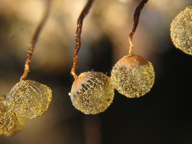 Cribraria (aurantiaca?)